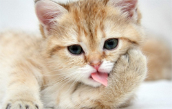 Kedi dilli balkabağı pastası - Resim : 1