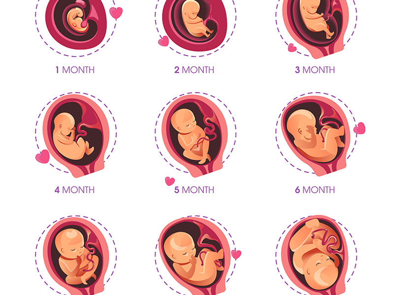 Hamilelikte ay ay vücudunuzda neler oluyor? - Resim : 1