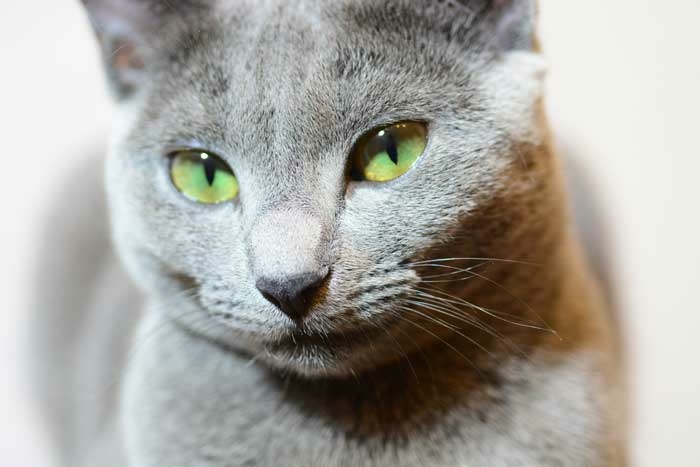 Kedi Cinsleri Hakkında Yararlı Bilgiler - Resim : 4