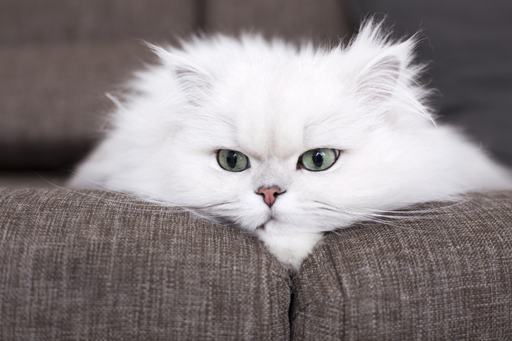 Kedi Cinsleri Hakkında Yararlı Bilgiler - Resim : 3
